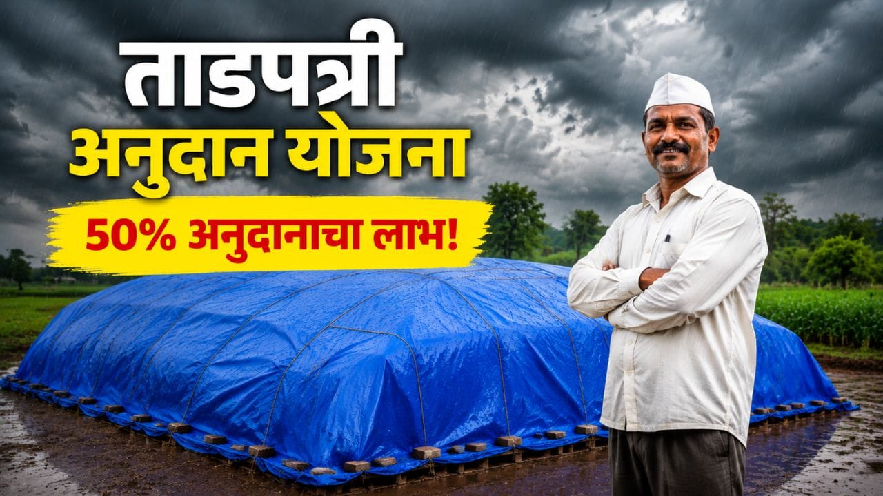 Tadpatri Anudan Yojana farmer standing near grain protected with blue tarpaulin