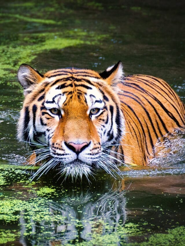 Top 09 Animlas To Spot  On Your Ranthambore Safari